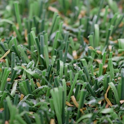 人造草坪 - LIGATURF MOTION - Polytan Sportstättenbau GmbH - 卷式 / 用于运动场 / 多功能