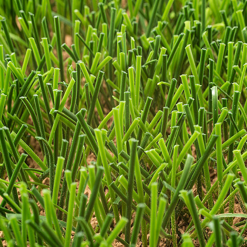 复合陶瓷草坪 - LIGATURF RS PRO II COOLPLUS - Polytan Sportstättenbau GmbH - 卷式 / 用于足球场
