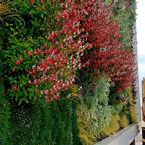 活植物绿植墙 - FRAGA, HUESCA - ASOFRUBE - Paisajismo Urbano - 模块化板 / 天然 / 花卉