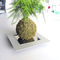 钢植物支架IT8903dESIGNoBJECT