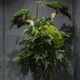 稳定園藝植物 / 球形 / 小尺寸 / 中型
