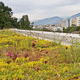 外延植被屋顶 / 平屋顶